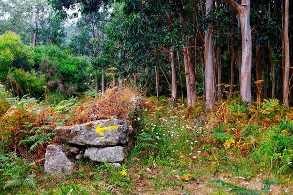 Forest on the Portuguese Camino